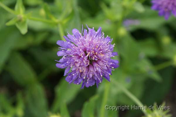 Knautia godetii