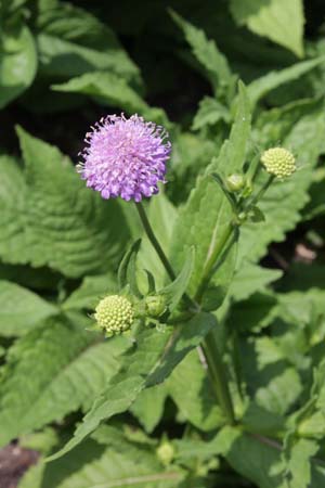 Knautia godetii