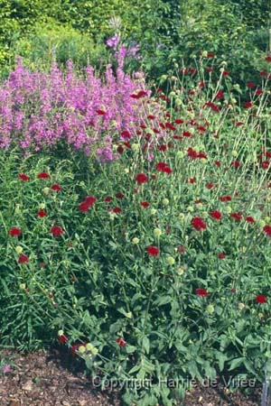 Knautia macedonica