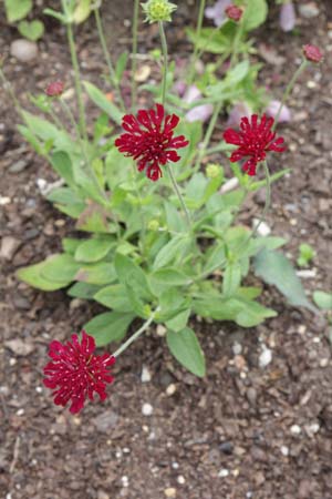 Knautia macedonica 'Plantworld Dwarf'