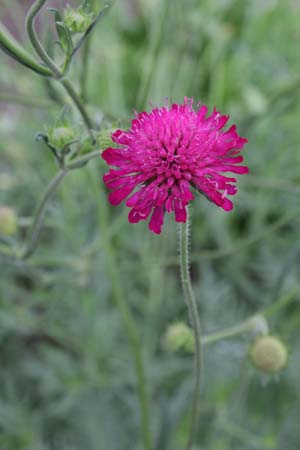 Knautia macedonica hybride