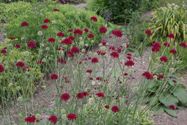 Knautia macedonica (gestekt)