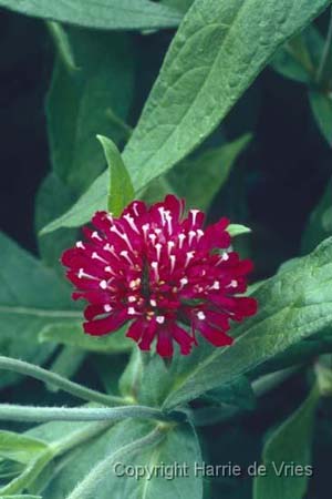 KNAUTIA macedonica 'Mars Midget'