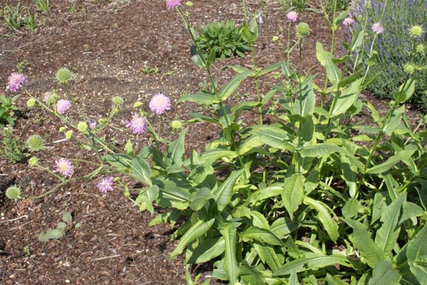 Knautia midzorensis