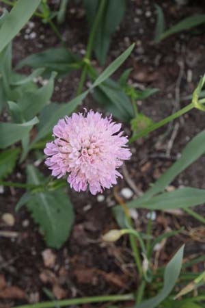 Knautia sarajevensis