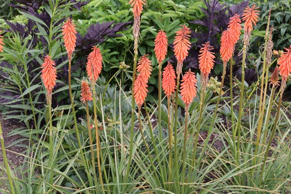 Kniphofia 'Coral Sceptre'