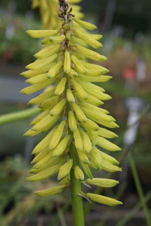 KNIPHOFIA 'Gilt Bronze'