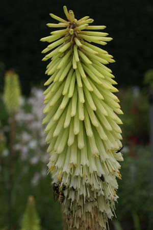 Kniphofia 'Green Jade'