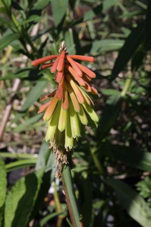 KNIPHOFIA hirsuta 'Fire Dance'