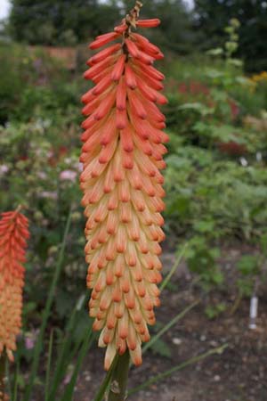 KNIPHOFIA 'Jane Henry'