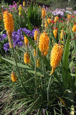 Kniphofia 'Mango Popsicle'