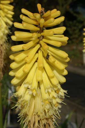 Kniphofia 'Moonstone'