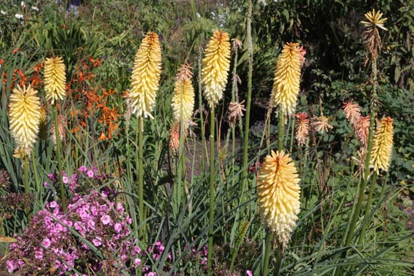 Kniphofia 'Moonstone'