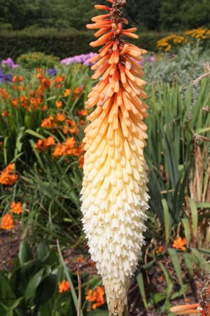 Kniphofia 'Painted Lady'