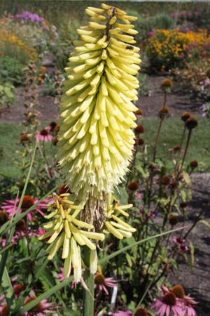 KNIPHOFIA 'Primrose Upward'