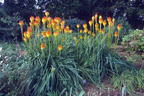 KNIPHOFIA rooperi