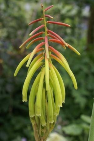 KNIPHOFIA rufa