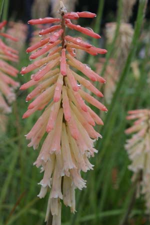 KNIPHOFIA 'Safranvogel'