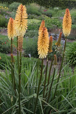 KNIPHOFIA 'Tawny King'