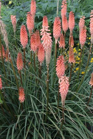 KNIPHOFIA 'Timothy'