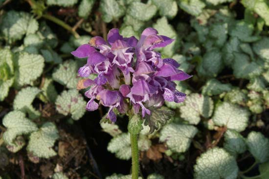 Lamium maculatum 'Sterling Silver'