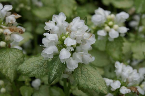 Lamium maculatum 'White Nancy'