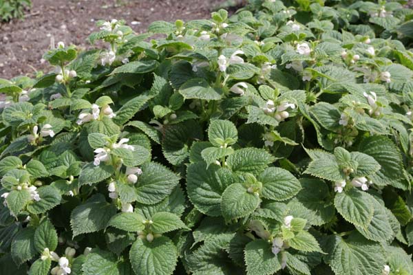 Lamium orvala 'Album'