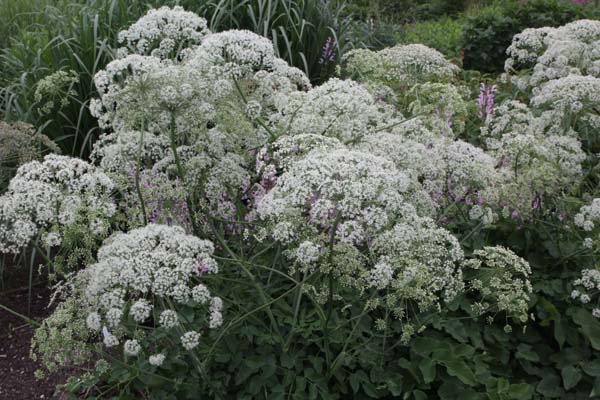 Laserpitium latifolium