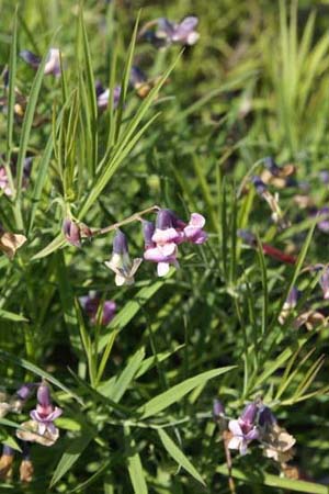 LATHYRUS linifolius linifolius