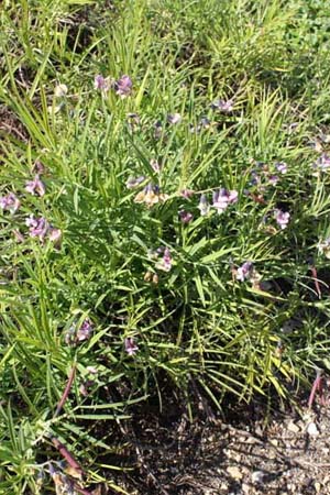 Lathyrus linifolius linifolius