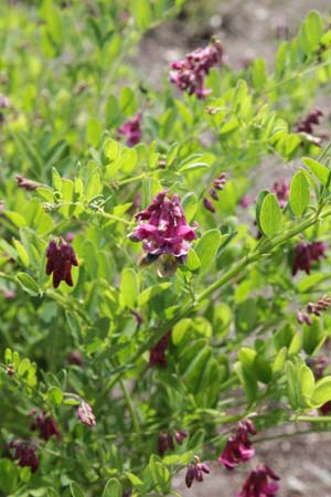 Lathyrus niger