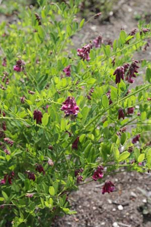 Lathyrus niger