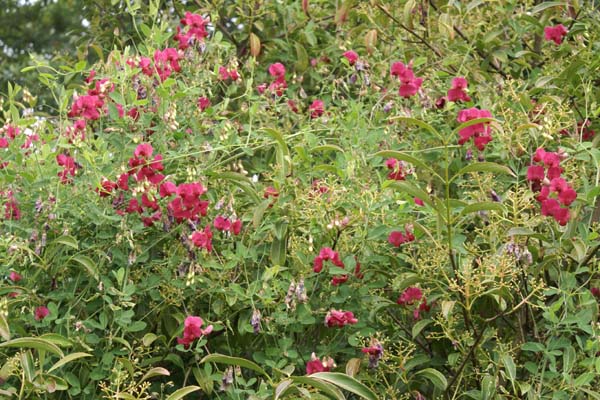 Lathyrus rotundifolius 'Tillyperone'