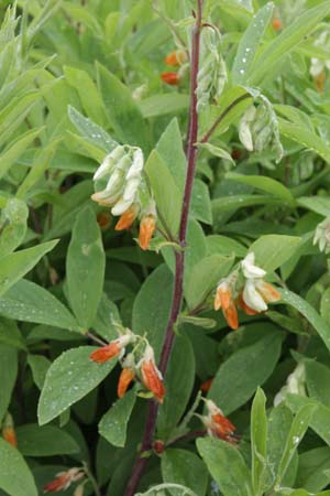 Lathyrus transsylvanicus luteus