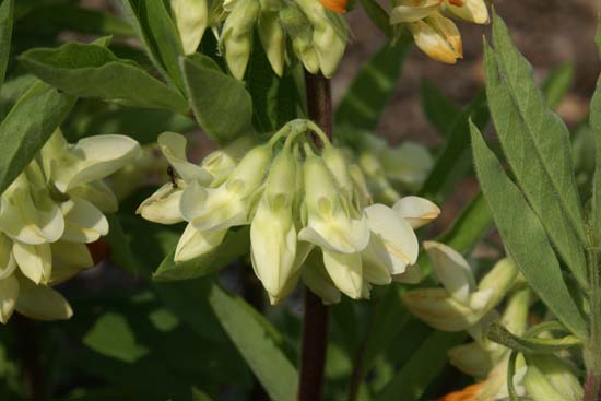 LATHYRUS transsylvanicus luteus