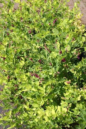 Lathyrus vernus 'Flaccidus'