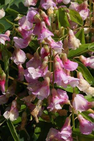 Lathyrus vernus 'Roseus'