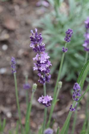 Lavandula angustifolia 'Contrast'