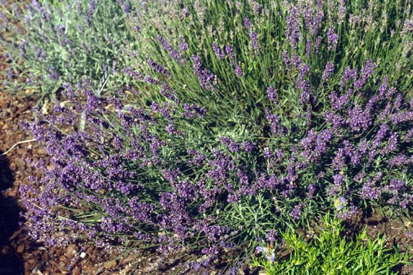 Lavandula angustifolia 'Hidcote Giant'