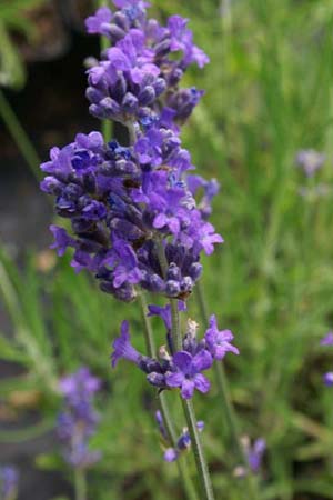 Lavandula angustifolia 'Hidcote Giant'