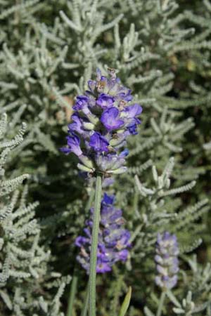 Lavandula angustifolia 'Miss Muffet'