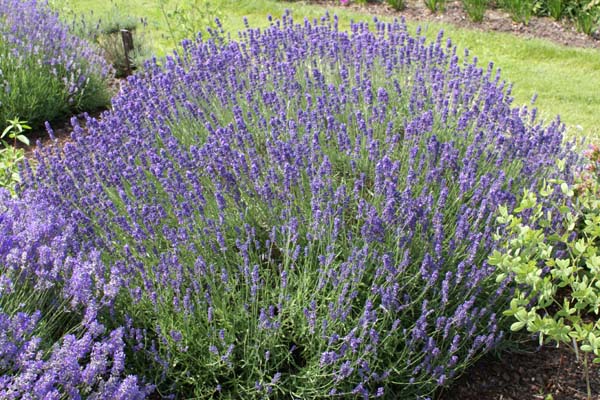 Lavandula angustifolia 'Sel. Maurice Vergote'