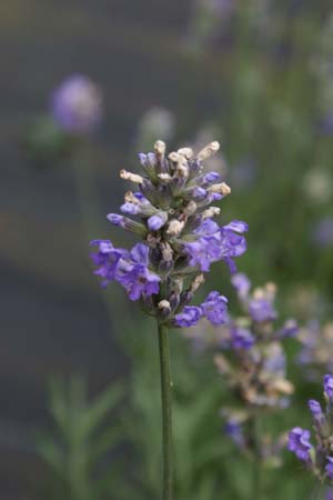 Lavandula angustifolia 'Irene Doyle'