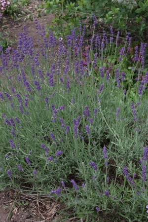 Lavandula angustifolia 'Contrast'