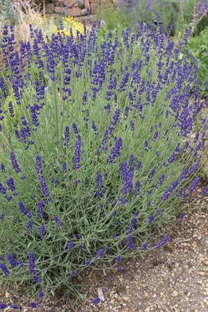 Lavandula angustifolia 'Imperial Gem'