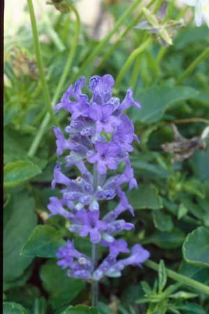 Lavandula angustifolia 'Middachten'