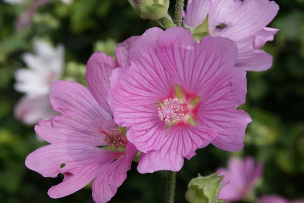 Lavatera 'Candy Floss'