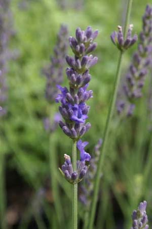 Lavandula x intermedia 'Arabian Nights'