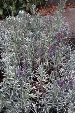 Lavandula x chaytoriae 'Richard Gray'