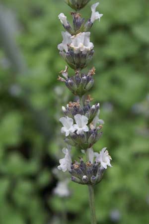 Lavandula x intermedia 'Edelweiss'